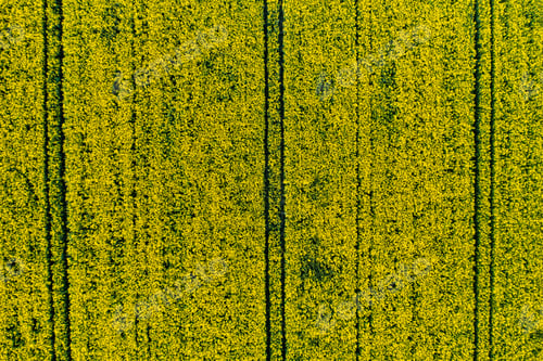 Preview: top view of a yellow rapeseed field in Belarus, an Agricultural area. aerial photography. Spring