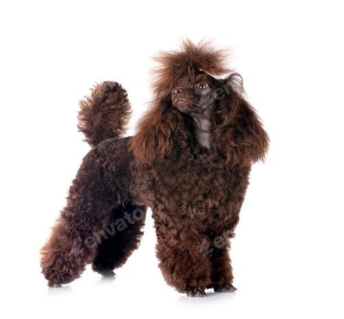 Preview: poodle in studio
