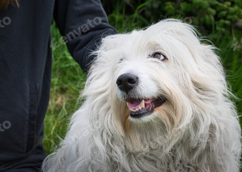 Preview: Cute dog portrait