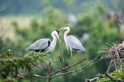Preview: grey heron sitting on branch, ardea cinerea