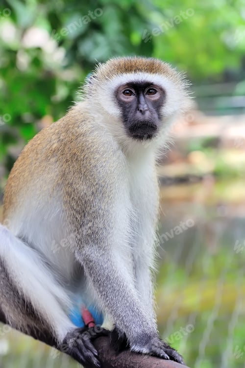 Preview: Close-up vervet monkey