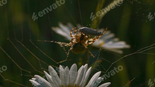 Preview: A large thin slimy spider web on the flowers .Creative.A huge yellow spider weaving a web and