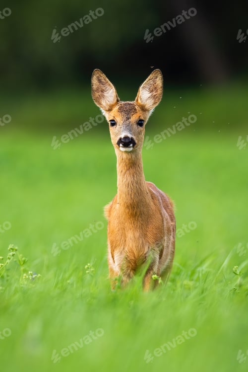 Preview: Alert roe deer fawn standing in green grass and looking in camera
