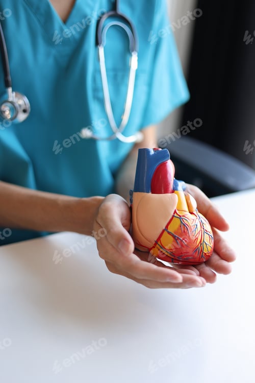Preview: Doctor using heart model to explain blood flows direction.