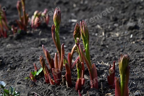 Preview: young sprouts of peonies make their way through the ground