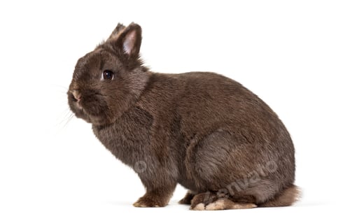 Preview: Dwarf rabbit, sitting against white background