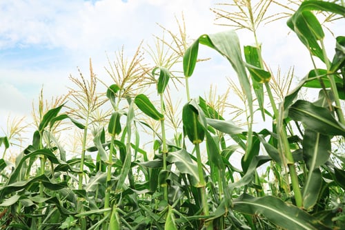 Preview: Beautiful view of corn field against blue sky