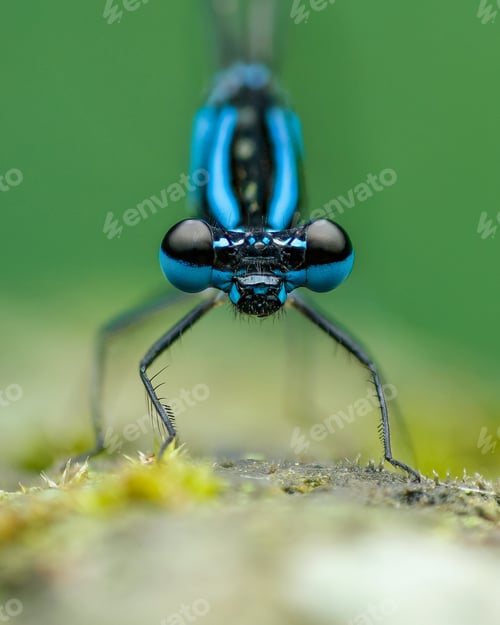 Preview: damselfly