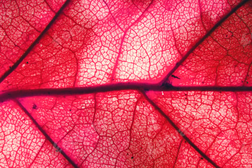 Preview: Macro photo of autumn foliage. pink texture background.