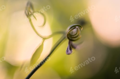 Preview: New growth