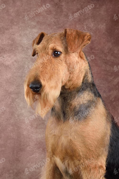 Preview: Sitting beautiful Airedale Terrier