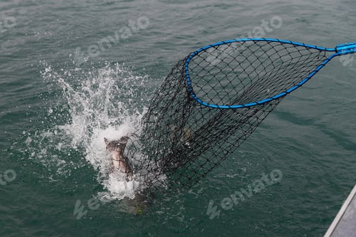 Preview: Coho salmon caught in a net in Alaskan river