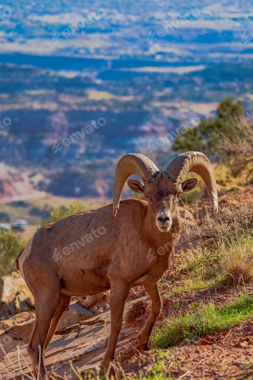 Preview: Big horn sheep at Colorado National Monument
