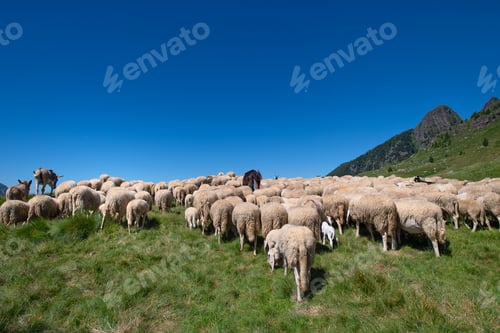 Preview: Flockof of sheep