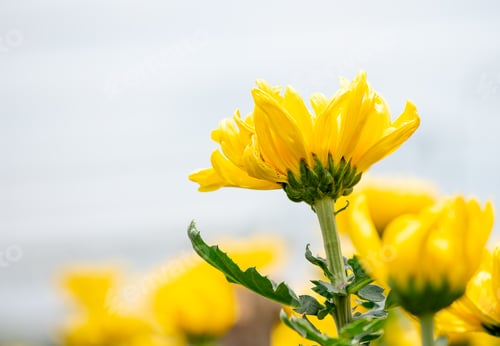 Preview: One type of Yellow chrysanthemum flowers or Thai name call Appa Lueang