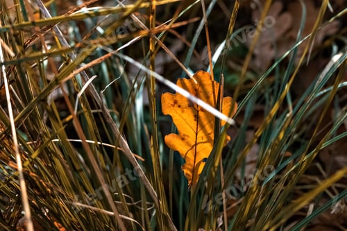 Preview: Yellow fallen oak leaf in the grass. Autumn season