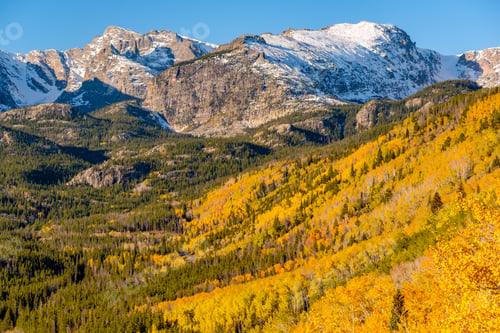 Preview: Aspen grove at autumn in Rocky Mountains