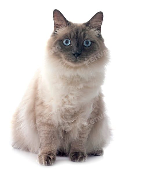 Preview: siberian cat in studio