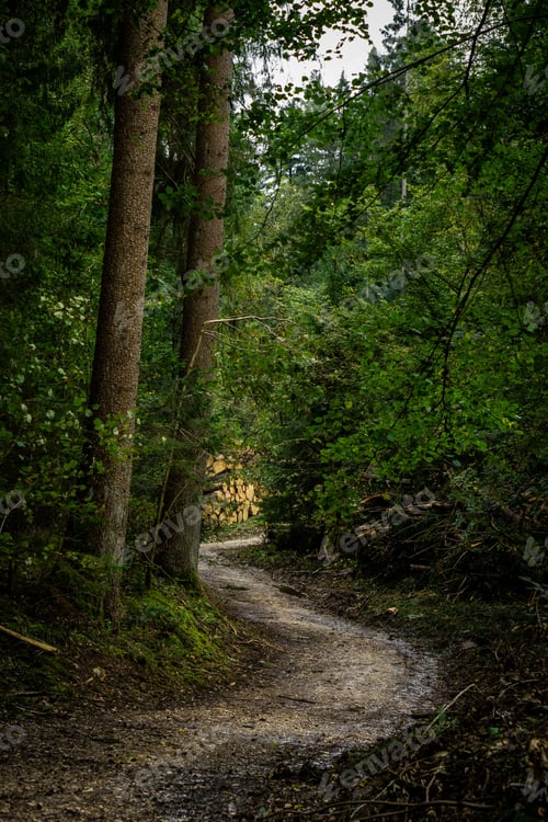 Preview: Serene forest path winding through lush green trees