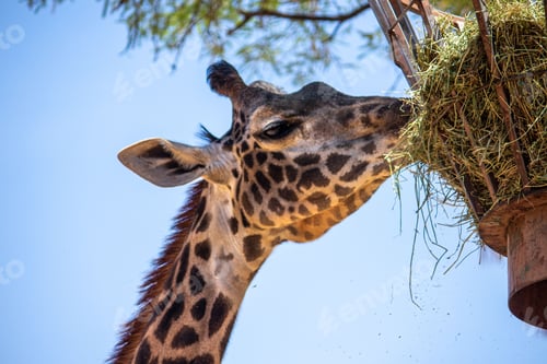 Preview: Closeup shot of a giraffe eating grass
