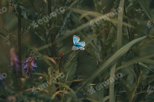 Preview: Mission blue butterfly, Icaricia icarioides missionensis on a green plant