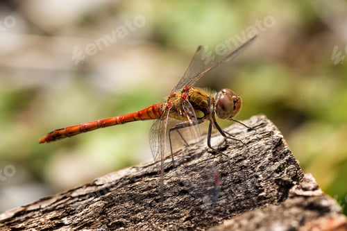 Preview: Dragonfly at rest - Sympetrum vulgatum