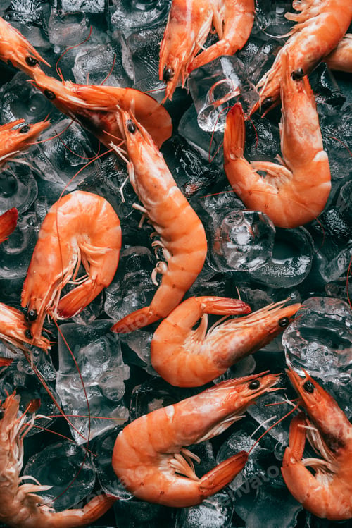 Preview: view from above of pile of shrimps on ice cubes