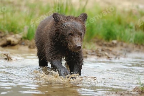 Preview: Brown bear cub