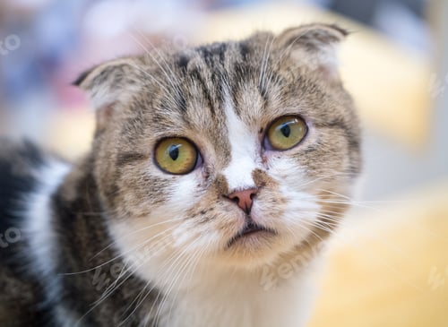 Preview: A wondering cat