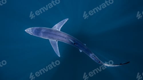 Preview: Underwater view of shark swimming, San Diego, California, USA