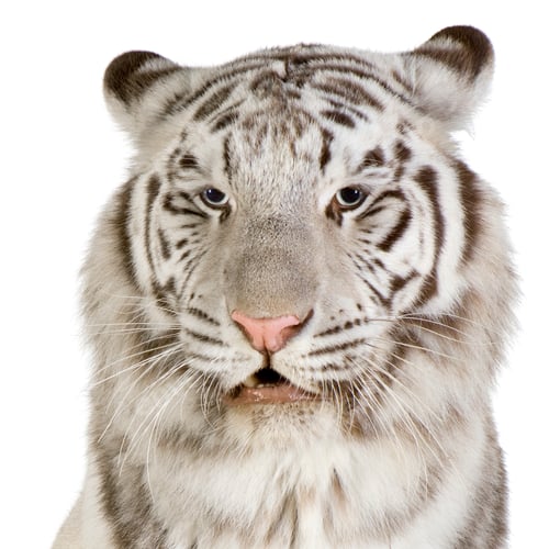 Preview: White Tiger