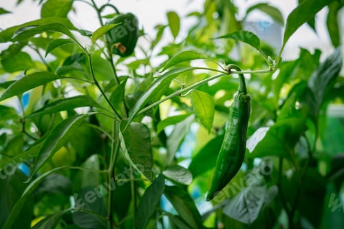 Preview: Green chillies hanging from the tree.