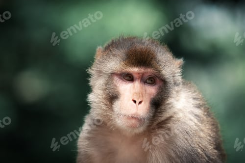 Preview: Portrait of a Rhesus macaque monkey