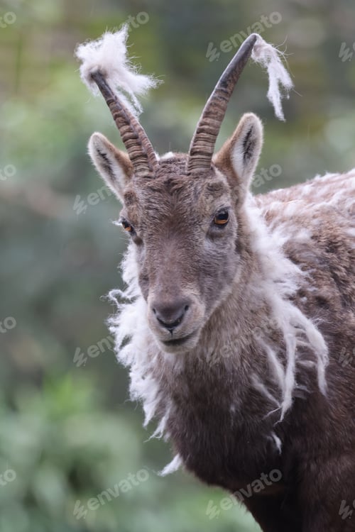 Preview: Alpine Ibex (Capra Ibex) in the moult