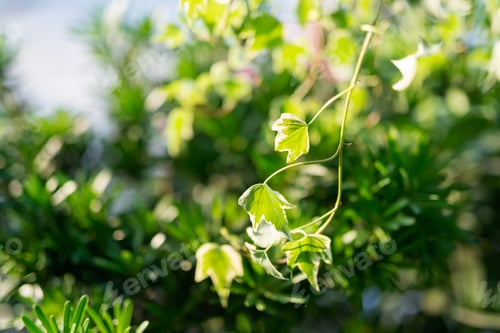 Preview: Backyard plant