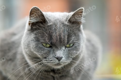 Preview: Closeup portrait of serious grey furry cat