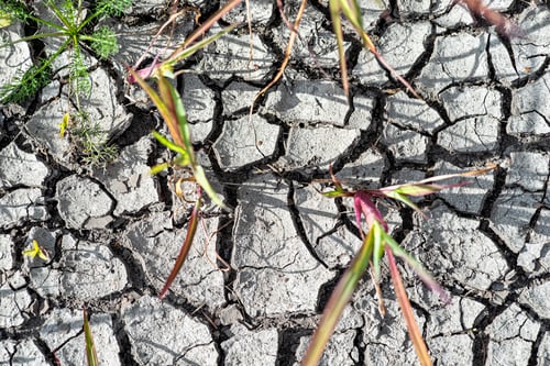 Preview: Green grass and weeds breaking through the dried and cracked soil.