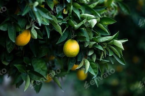 Preview: Close-up of a lush citrus tree with vibrant, ripening oranges growing on its branches