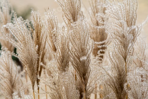 Preview: Closeup shot of a decorative plant in the garden