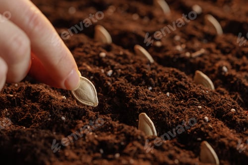 Preview: Farmer holding pumpkin seeds planting in soil in rows, successful agribusiness, close up