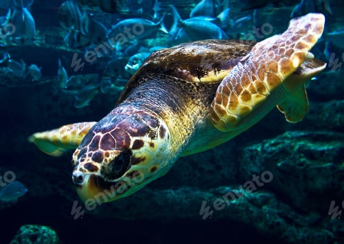 Preview: Amazing underwater world, Underwater world scene.