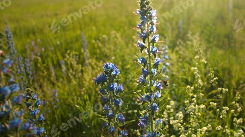 Preview: Bee collects pollen from blue bluebells. Creative. Beautiful sunny meadow with blooming flowers and
