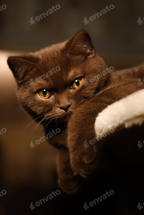 Preview: British shorthair cat