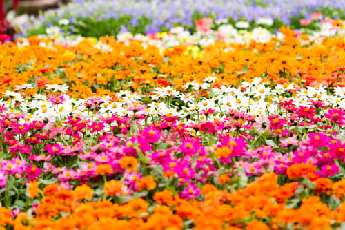 Preview: Spring flowers