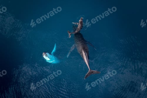 Preview: Top view of three different-sized humpback whales swimming in clear blue water