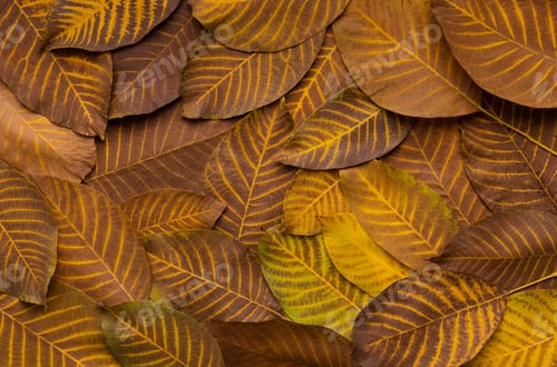 Preview: Autumn background with Tapestry of yellow fallen leaves