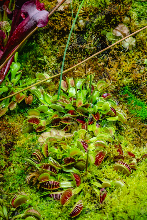 Preview: Tropical forest with carnivorous plants