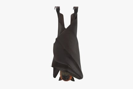 Preview: Upside-Down Hanging Fruit Bat
