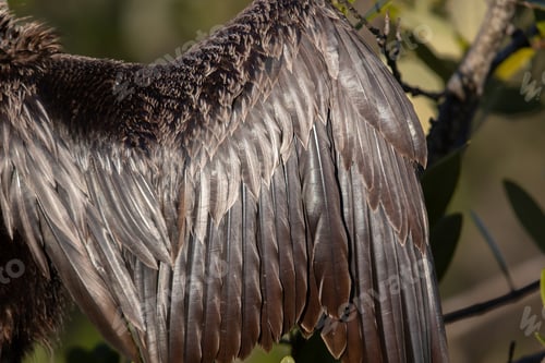 Preview: Anhinga Feathers