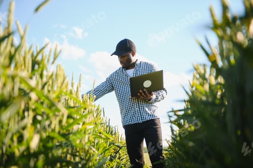 Preview: African farmer using a laptop for research rice in organic farm field.